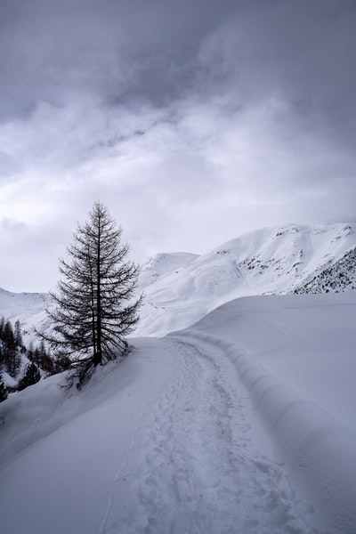 白昼雪山绿松树